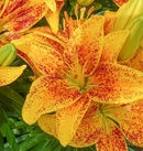 LILIUM ORIENTAL - TINY PARROT