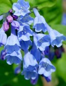 MERTENSIA -VIRGINA BLUEBELL