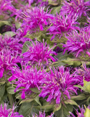 MONARDA - BALMY LILAC