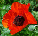 PAPAVER - ALLEGRO