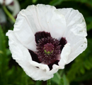 PAPAVER - ROYAL WEDDING