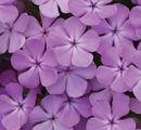 PHLOX - CANDY CLOUD LAVENDER