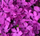 PHLOX - CANDY CLOUD PINK