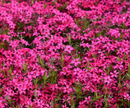 PHLOX - RED WINGS