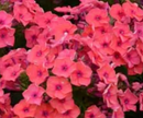 PHLOX - PAN CORAL FLAME