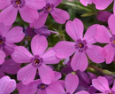 PHLOX - SPRING SPLASH PINK
