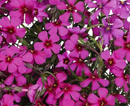 PHLOX - SPRING SCARLET