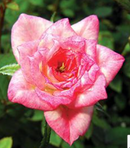 ROSE MINIATURE - MINI BABY ELIZABETH