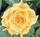 ROSE MINIATURE - PARADE SAFIRA