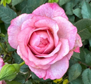 ROSE MINIATURE - PARADE VIKKI