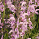SALVIA - EVELINE