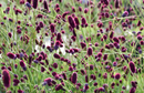 SANGUISORBA - PLUM DROPS