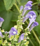 SCUTELLARIA - SKULLCAP
