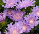 STOKESIA - BLUE DANUBE