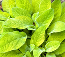 STACHYS BYZANTINA - KEYLIME