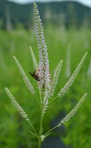 VERONICASTRUM - CULVER'S ROOT