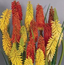 KNIPHOFIA - FLAMENCO MIX