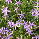 LAURENTIA - ISOTOMA