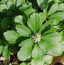 PACHYSANDRA
