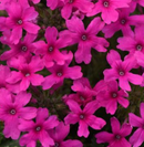 VERBENA - HOMESTEAD HOT PINK