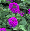 VERBENA - HOMESTEAD PURPLE