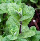 MINT - MOJITO
