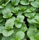 MINT - ORANGE MINT