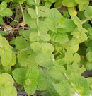 MINT - APPLEMINT