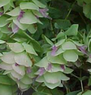 OREGANO - KENT BEAUTY
