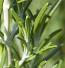 ROSEMARY - BARBEQUE