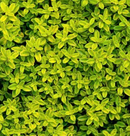 GOLDEN THYME