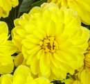 DAHLIA - YELLOW