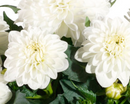 DAHLIA - WHITE