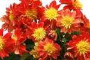 DAHLIA - FIREBALL