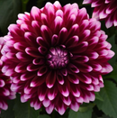 DAHLIA - PURPLE/WHITE