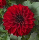 DAHLIA - VAMPIRE