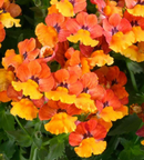 NEMESIA - TANGERINE