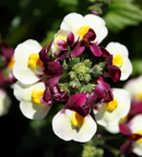 NEMESIA - RASPBERRY LEMONADE