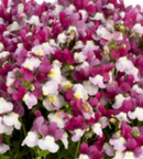 NEMESIA - ZAZZLEBERRY