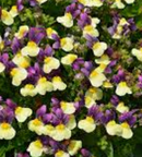 NEMESIA - BLUEBERRY CUSTARD