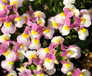 NEMESIA - PINK BERRY