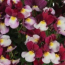 NEMESIA - CHERRY BERRY