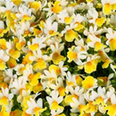NEMESIA - SUNBERRY