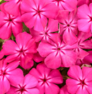 PHLOX - BRIGHT PINK