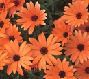 OSTEOSPERMUM - 4D ORANGE
