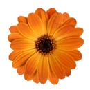 OSTEOSPERMUM - MARGARITE ORANGE FLARE