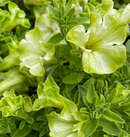 PETUNIA - PISTACHIO CREAM