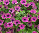 PETUNIA - TEA PURPLE GREEN EDGE