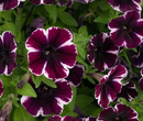 PETUNIA - MISS MARVELOUS