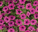 PETUNIA - PITAYA